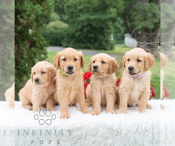 Medium Photo #3 Golden Retriever Puppy For Sale in NEWPORT, PA, USA