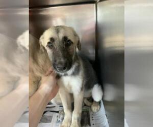 Anatolian Shepherd-Unknown Mix Dogs for adoption in Visalia, CA, USA