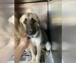 Small Anatolian Shepherd Mix