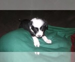 Small Photo #12 Border Collie Puppy For Sale in AIKEN, SC, USA