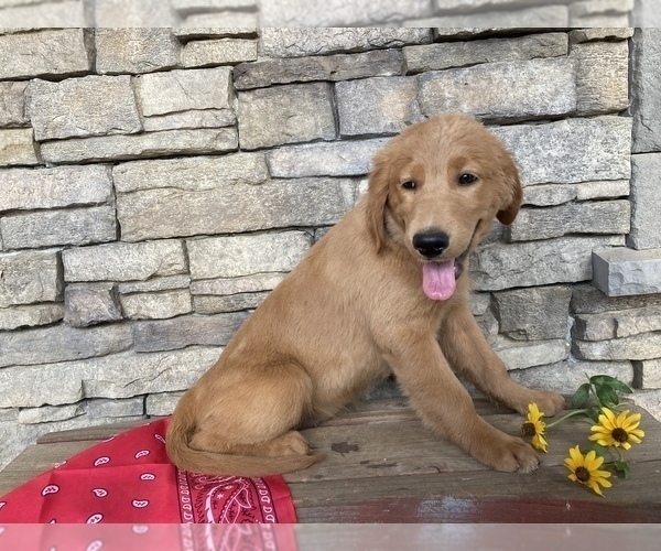 Medium Photo #5 Goldendoodle Puppy For Sale in SQUAW VALLEY, CA, USA