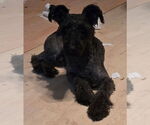Small #1 Mutt