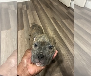 American French Bull Terrier Puppy for sale in NEW ORLEANS, LA, USA
