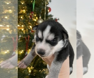 Medium Siberian Husky