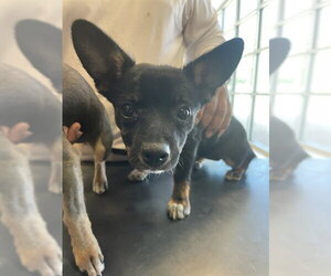 Chihuahua-Unknown Mix Dogs for adoption in Plano, TX, USA