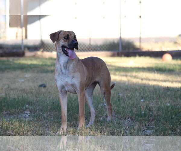 Medium Photo #1 Mutt Puppy For Sale in El Centro, CA, USA
