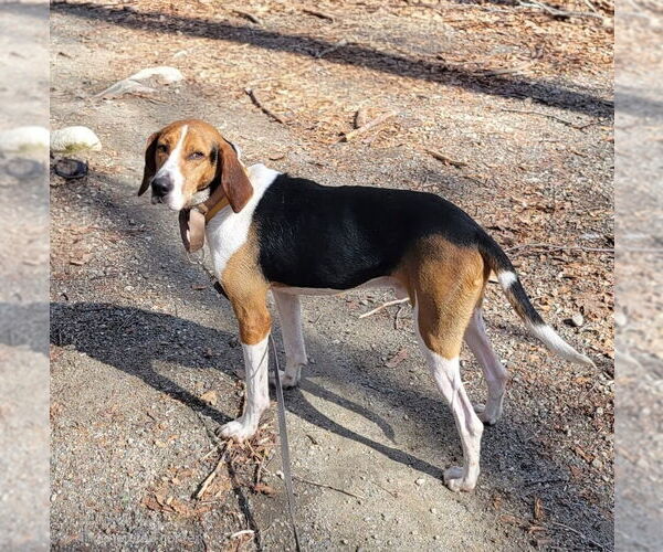 Medium Photo #3 Treeing Walker Coonhound Puppy For Sale in Bloomingdale, NJ, USA