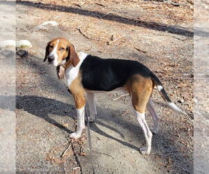 Buddy - Male Treeing Walker Coonhound Dog for Adoption - Photo #3