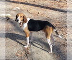 Small #2 Treeing Walker Coonhound