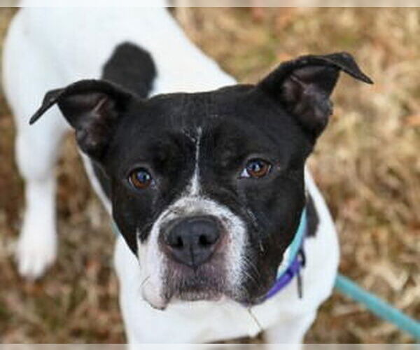 Medium Photo #3 Mutt Puppy For Sale in Glen Allen, VA, USA