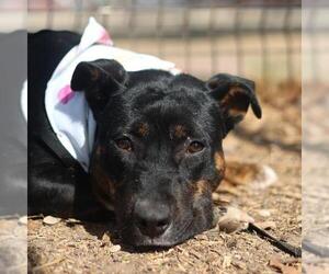 Mutt Dogs for adoption in San Antonio, TX, USA