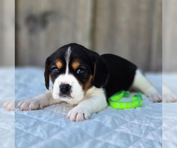 Medium Photo #2 Beaglier Puppy For Sale in PRESTON, MD, USA