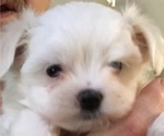 Small Photo #1 Maltese Puppy For Sale in BRKN ARW, OK, USA