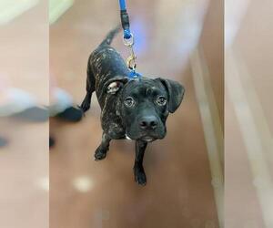 American Pit Bull Terrier-Unknown Mix Dogs for adoption in Riverside, CA, USA