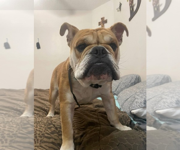 Medium Photo #3 English Bulldog Puppy For Sale in BROKEN ARROW, OK, USA