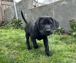 Small Photo #25 German Shorthaired Lab Puppy For Sale in TACOMA, WA, USA