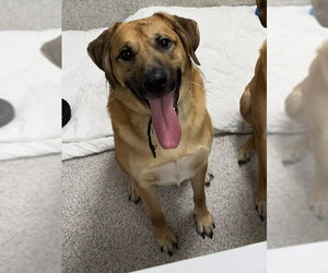 Pyrenees Ridgeback Dogs for adoption in Lancaster, PA, USA