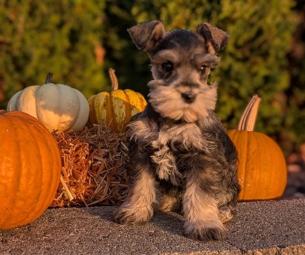 Medium Photo #15 Schnauzer (Miniature) Puppy For Sale in GOSHEN, IN, USA