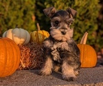 Small Photo #15 Schnauzer (Miniature) Puppy For Sale in GOSHEN, IN, USA
