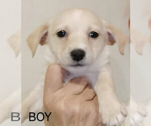 Chihuahua-Unknown Mix Dogs for adoption in Grafton, WI, USA