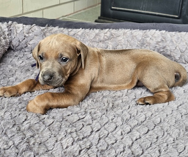 Medium Photo #1 Rhodesian Ridgeback Puppy For Sale in BUMPASS, VA, USA
