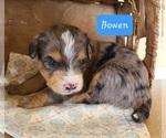 Small Photo #3 Aussiedoodle Miniature -Miniature Bernedoodle Mix Puppy For Sale in MIDDLEBURY, IN, USA