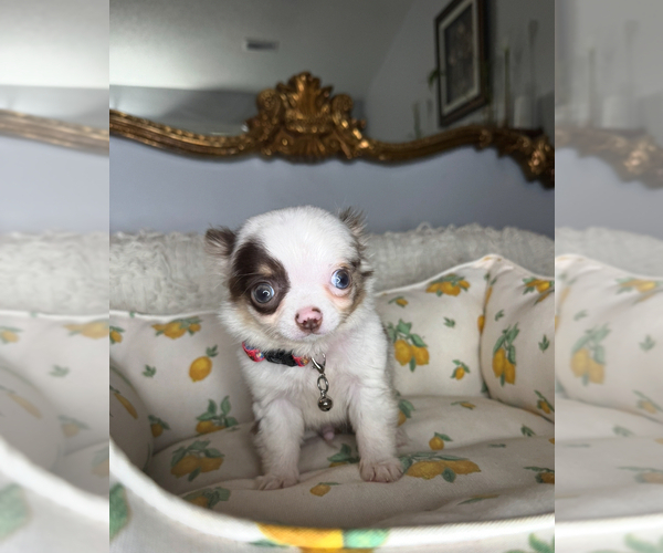 Medium Photo #5 Chihuahua Puppy For Sale in CHARLOTTE, NC, USA