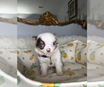 Small #4 Chihuahua