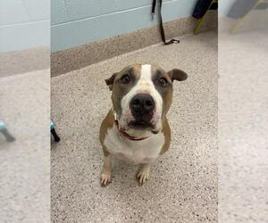 Mutt Dogs for adoption in Brighton, CO, USA