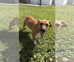 Small Photo #4 Dachsador Puppy For Sale in Aurora, IN, USA