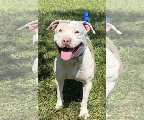 Medium Photo #4 American Bulldog Puppy For Sale in Mooresville, NC, USA