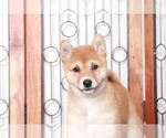 Small #2 Shiba Inu