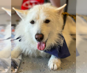 Polar - Male Mutt Dog for Adoption - Photo #7