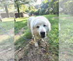 Small #3 Great Pyrenees