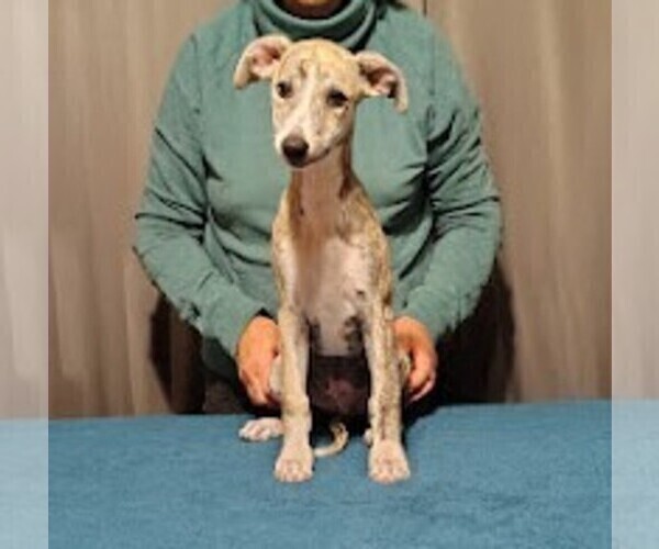 Medium Photo #1 Whippet Puppy For Sale in DAVISON, MI, USA