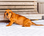 Small Photo #48 Dachshund Puppy For Sale in WAKARUSA, IN, USA