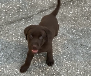 Labrador Retriever Puppy for Sale in DADE CITY, Florida USA