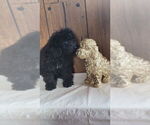 Small Photo #28 Bernedoodle (Miniature) Puppy For Sale in BLACK FOREST, CO, USA
