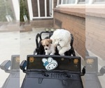 Small #2 Jack Russell Terrier-Maltipoo Mix