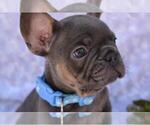 Small Photo #4 French Bulldog Puppy For Sale in CORAL GABLES, FL, USA