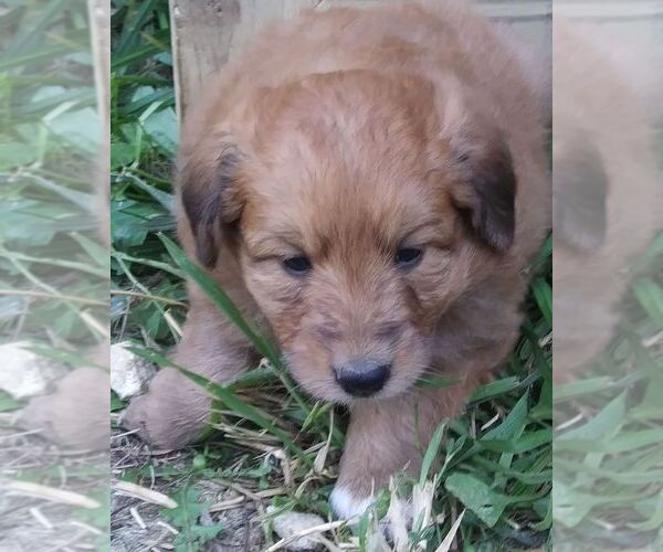 Medium Photo #1 Colliepoo Puppy For Sale in BUCKLIN, MO, USA