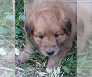 Colliepoo Puppy for sale in BUCKLIN, MO, USA