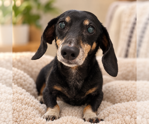 Medium Photo #1 Dachshund-Unknown Mix Puppy For Sale in Mooresville, NC, USA