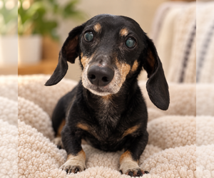 Dachshund-Unknown Mix Dogs for adoption in Mooresville, NC, USA