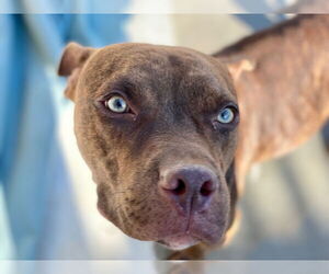 Gryffin - Female American Pit Bull Terrier-Unknown Mix Dog for Adoption - Photo #6