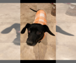 Small Photo #3 Dachshund-Labrador Retriever Mix Puppy For Sale in Los Angeles, CA, USA