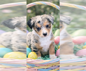 Chihuahua Puppy for sale in PEEBLES, OH, USA