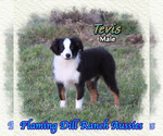 Small Miniature Australian Shepherd