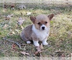 Small #4 Pembroke Welsh Corgi