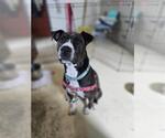 Small #1 American Pit Bull Terrier